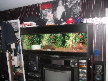 SHOWCASECAGES.COM