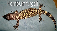 O3 exasperatum