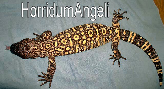 O3 exasperatum