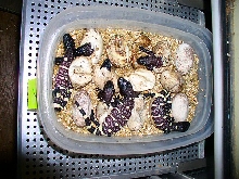 eggs