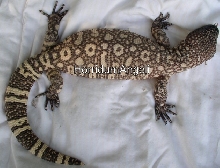 Hypo Rio