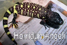 Heloderma