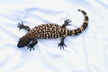 Baby Exasperatum