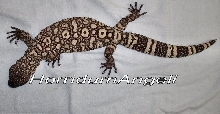 ' 01 H.h.exasperatum