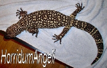 Flyod