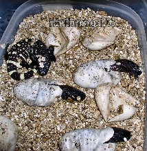 Hatch '05 3
