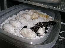 Hatching H.h.horridum