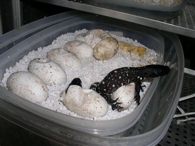 Hatching H.h.horridum