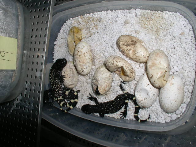 H.h.horridums hatching