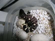 04 hatchling