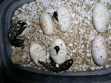 Hatching Exasperatum