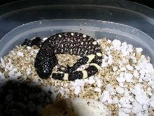 hatching Rio