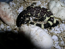 Another '04 hatchling