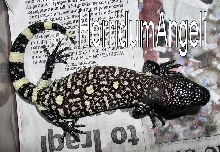 Reduced black H.h.horridum