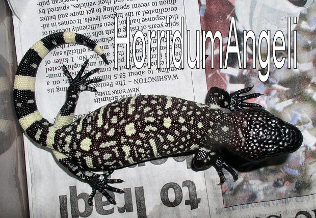 Reduced black H.h.horridum