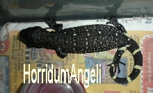 Super Black 10