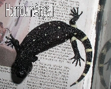 Black09