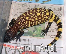WoW 1