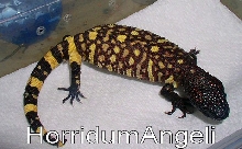 Yellow 2