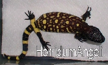 Yellow 4