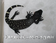 Reduced pattern H.horridum
