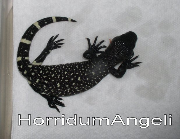 Reduced pattern H.horridum