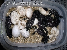Super Black 08