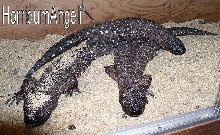 superblack 092