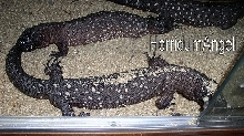 superblack 093