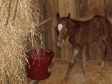 April's foal