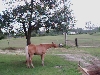 Birdfeeder