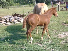 Kasey 3 months old