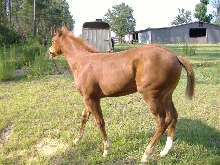 Kasey 3 months old