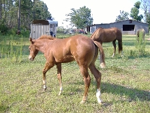 Kasey 3 months old