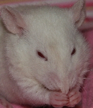 Brisby