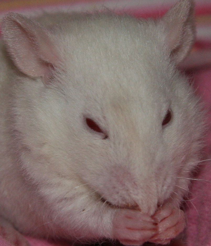 Brisby