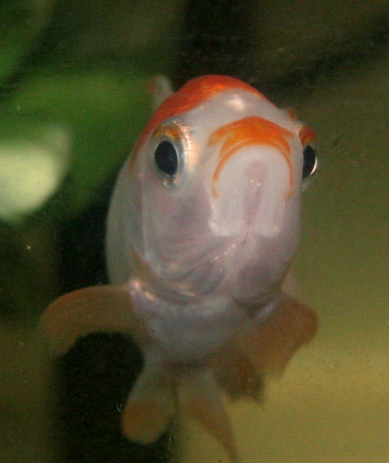 fish face
