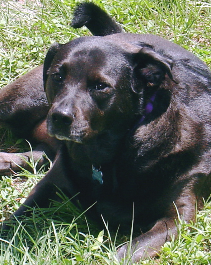 Kaya