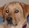 Sandie