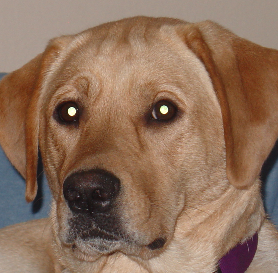 Sandie