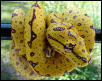 Mascara O.S. GTP
