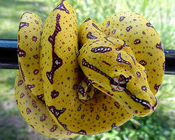 Mascara O.S. GTP