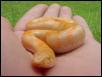 Reptile