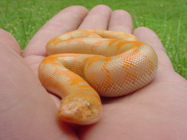 Reptile