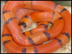 vanishing hypo