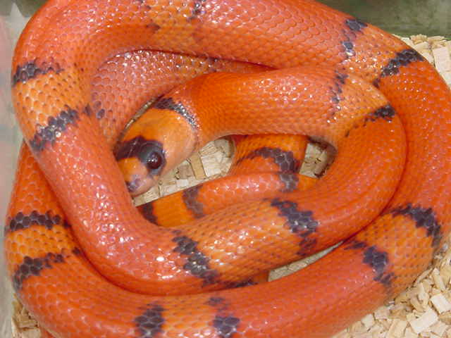 vanishing hypo