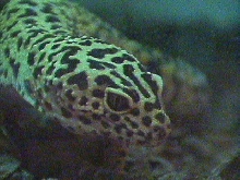 Leo