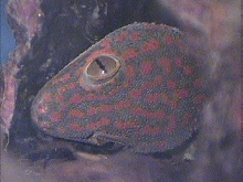 Tokay