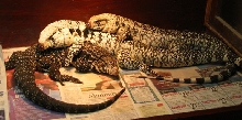 tegus