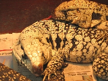 blue tegus